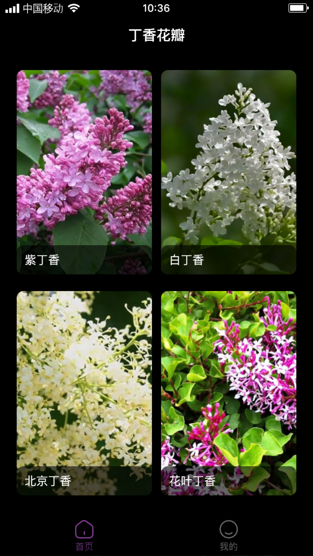 丁香花瓣